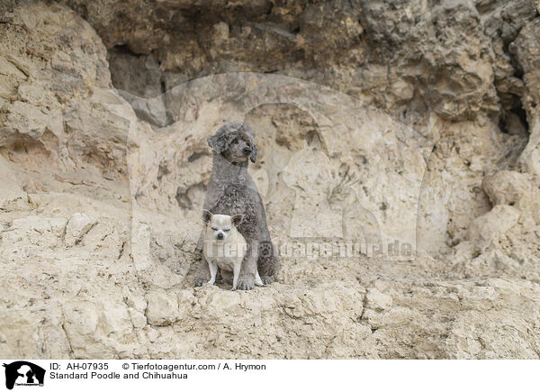 Kleinpudel und Chihuahua / Standard Poodle and Chihuahua / AH-07935