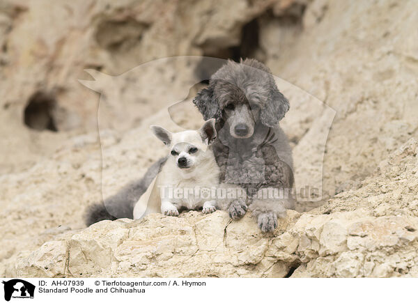 Kleinpudel und Chihuahua / Standard Poodle and Chihuahua / AH-07939