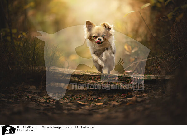 Chihuahua / Chihuahua / CF-01985