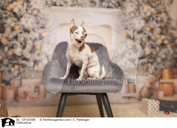 Chihuahua / Chihuahua / CF-02098