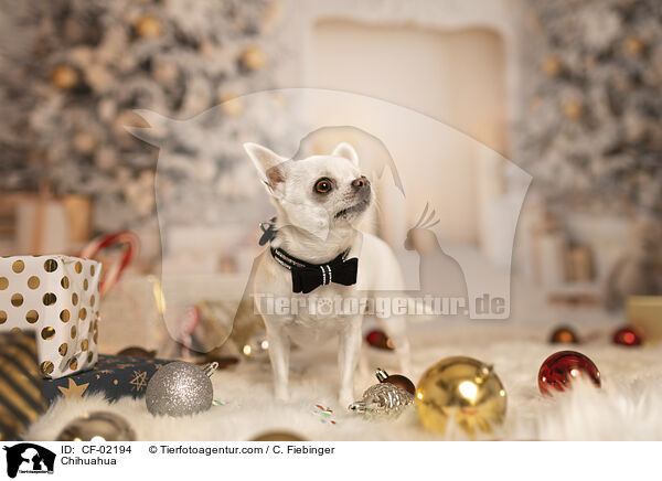 Chihuahua / Chihuahua / CF-02194