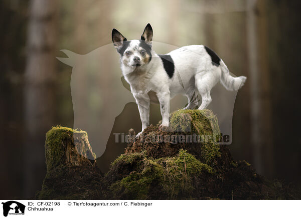 Chihuahua / CF-02198