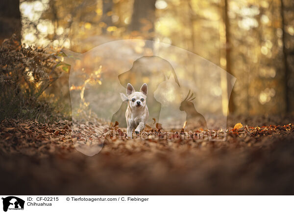 Chihuahua / Chihuahua / CF-02215