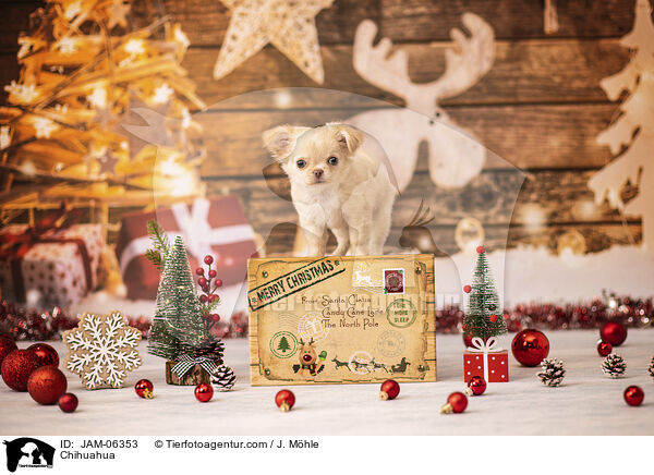 Chihuahua / Chihuahua / JAM-06353
