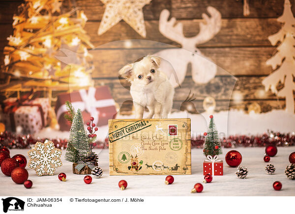 Chihuahua / Chihuahua / JAM-06354