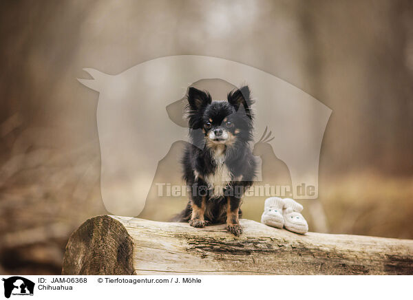 Chihuahua / Chihuahua / JAM-06368