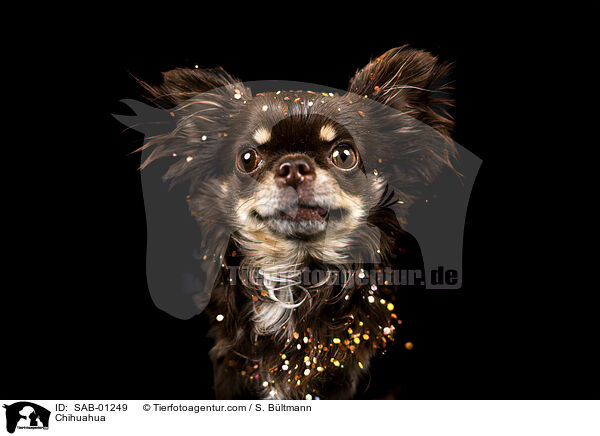 Chihuahua / Chihuahua / SAB-01249