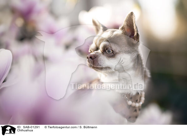 Chihuahua / SAB-01291