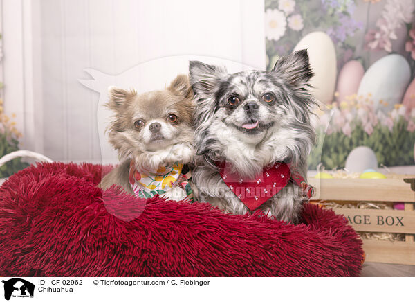 Chihuahua / Chihuahua / CF-02962