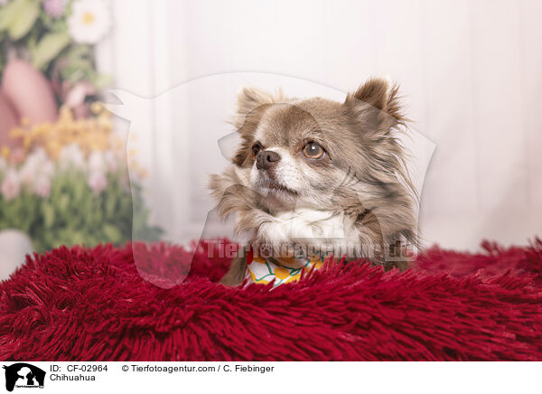 Chihuahua / Chihuahua / CF-02964