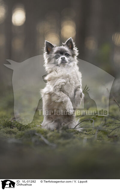 Chihuahua / Chihuahua / VL-01282