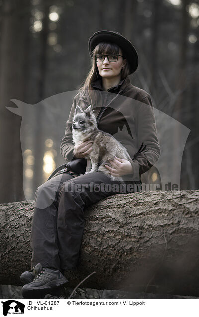 Chihuahua / Chihuahua / VL-01287
