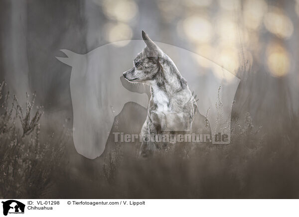 Chihuahua / Chihuahua / VL-01298