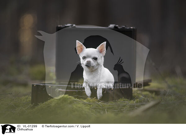 Chihuahua / Chihuahua / VL-01299
