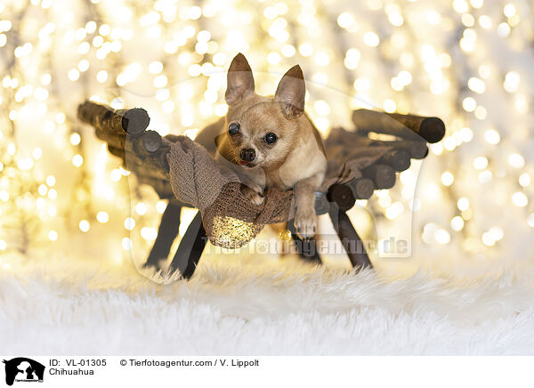 Chihuahua / Chihuahua / VL-01305
