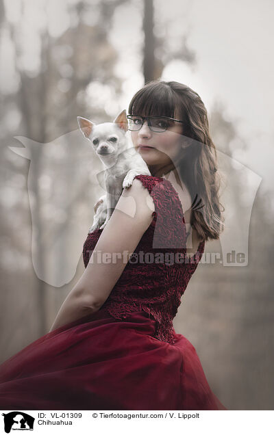 Chihuahua / Chihuahua / VL-01309