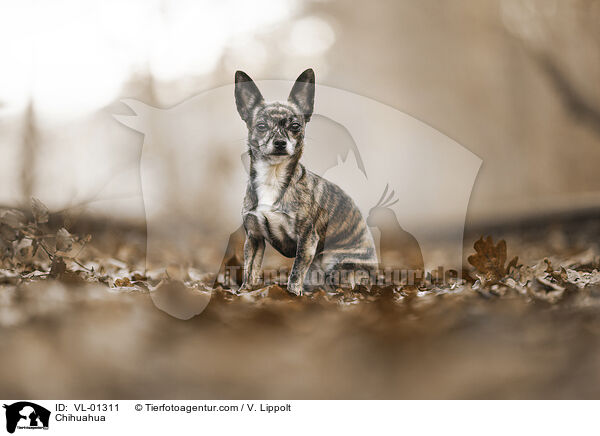 Chihuahua / Chihuahua / VL-01311