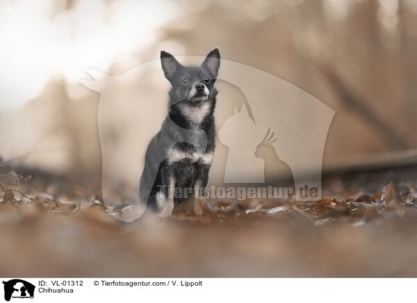 Chihuahua / Chihuahua / VL-01312