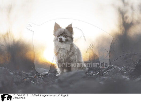 Chihuahua / Chihuahua / VL-01318