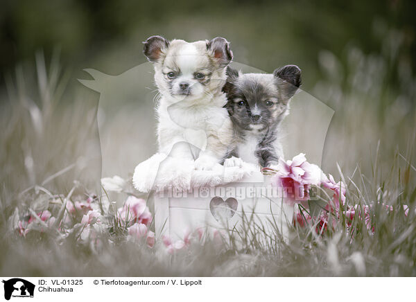 Chihuahua / Chihuahua / VL-01325