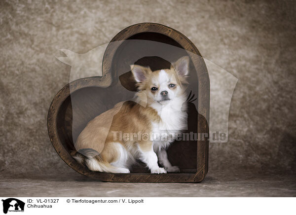 Chihuahua / Chihuahua / VL-01327