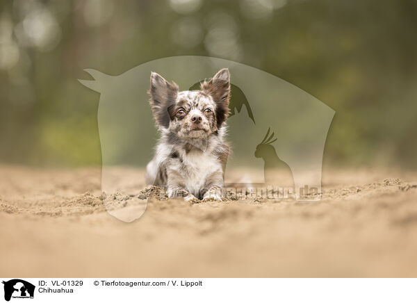 Chihuahua / Chihuahua / VL-01329