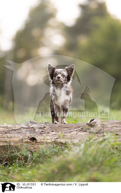 Chihuahua / Chihuahua / VL-01331