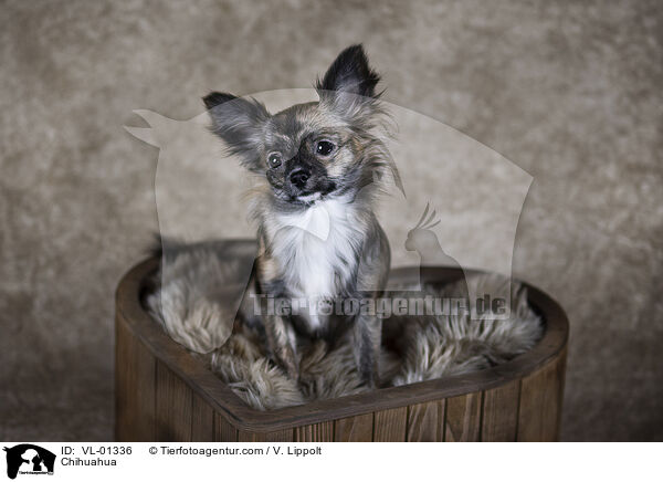Chihuahua / Chihuahua / VL-01336