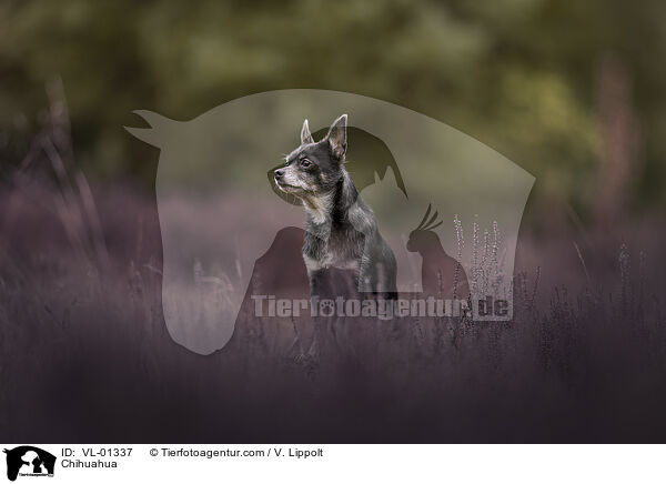 Chihuahua / Chihuahua / VL-01337