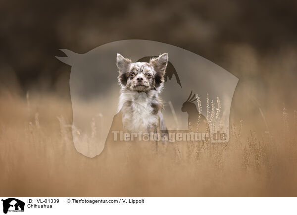 Chihuahua / Chihuahua / VL-01339