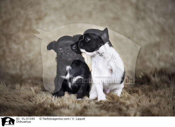 Chihuahua / Chihuahua / VL-01340