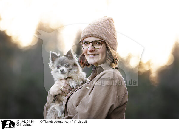Chihuahua / Chihuahua / VL-01341
