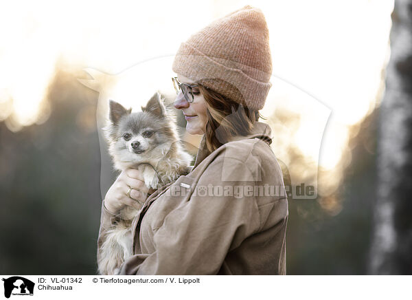 Chihuahua / Chihuahua / VL-01342