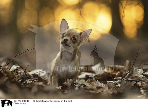 Chihuahua / Chihuahua / VL-01343