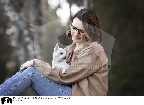 Chihuahua / Chihuahua / VL-01349