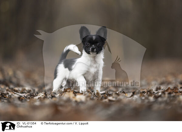 Chihuahua / Chihuahua / VL-01354
