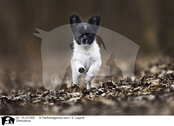 Chihuahua / Chihuahua / VL-01355
