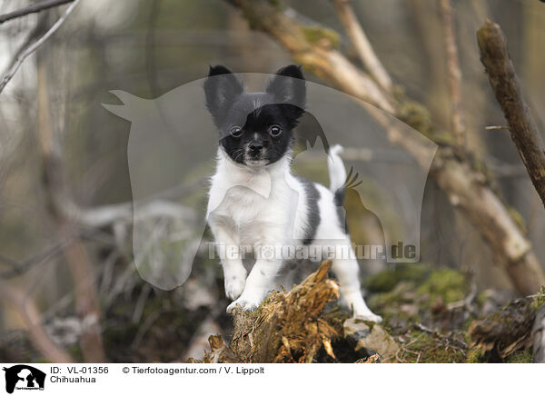 Chihuahua / Chihuahua / VL-01356