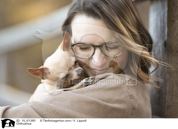 Chihuahua / Chihuahua / VL-01360