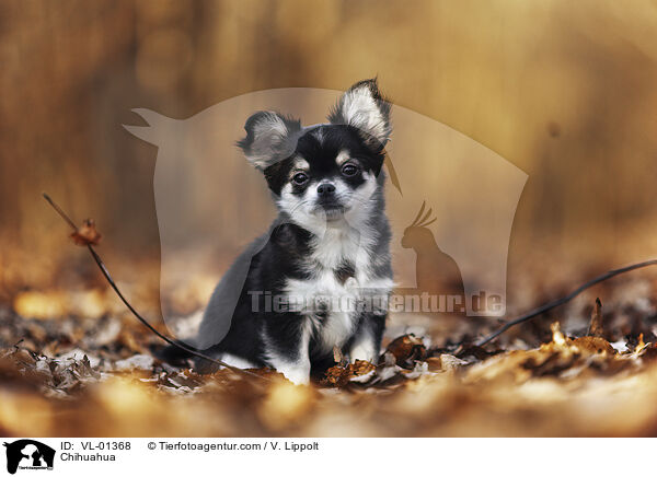 Chihuahua / Chihuahua / VL-01368