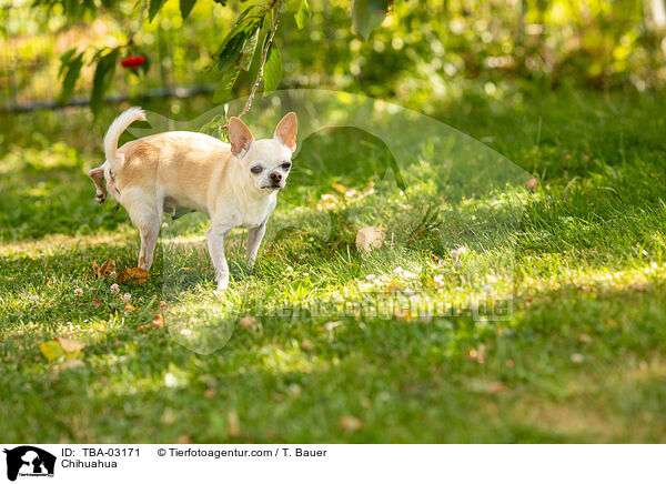 Chihuahua / Chihuahua / TBA-03171