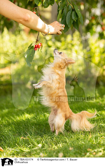 Chihuahua / Chihuahua / TBA-03174