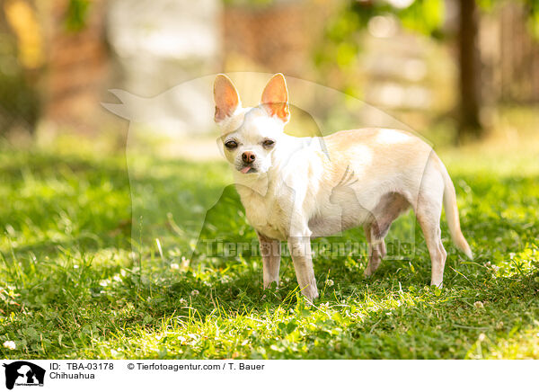 Chihuahua / Chihuahua / TBA-03178