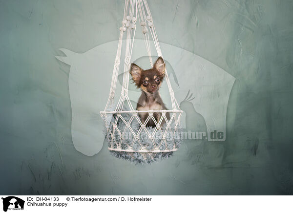Chihuahua Welpe / Chihuahua puppy / DH-04133