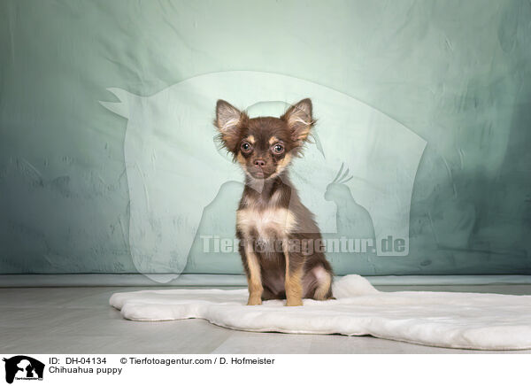 Chihuahua Welpe / Chihuahua puppy / DH-04134
