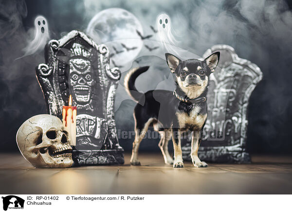 Chihuahua / Chihuahua / RP-01402