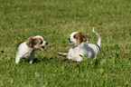 playing Chihuahua puppies