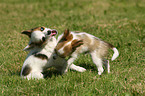 playing Chihuahua puppies