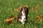 running Chihuahua