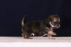 chihuahua puppy